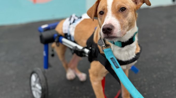 scooter-dog-found-with-bullet-wounds-052325-tout-2e9698b3939d416b94da7bbf7137f243