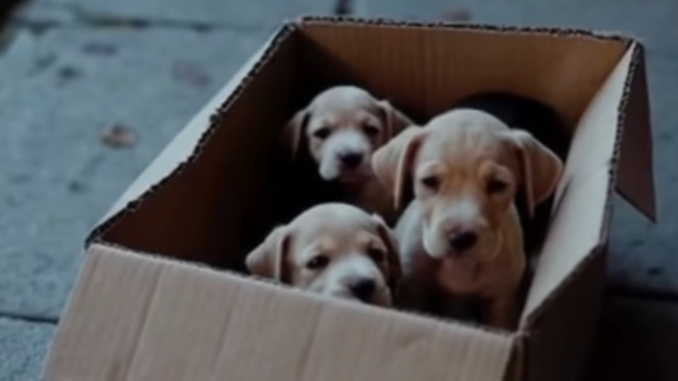 dogs